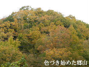 2024-11・27　里山の紅葉模様 (5).JPG